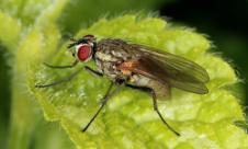 Musca cepei Musca cepei